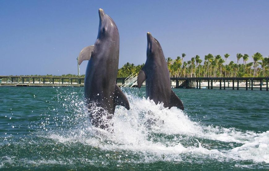 Dolphins